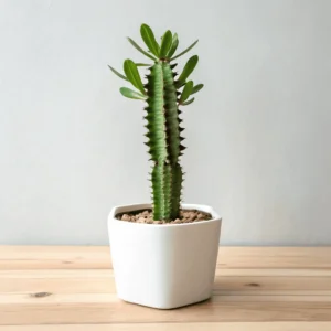 african milk tree (euphorbia trigona)