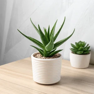 aloe vera (healing properties) plant