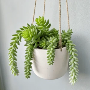 burro’s tail (sedum morganianum)