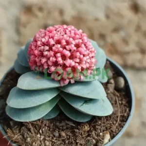 Carasulla Morgan Plant