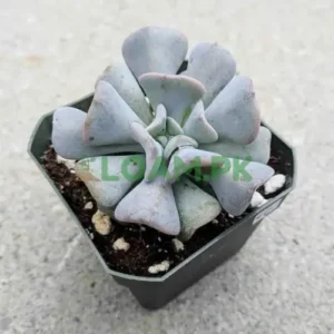 Cubic frost Plant