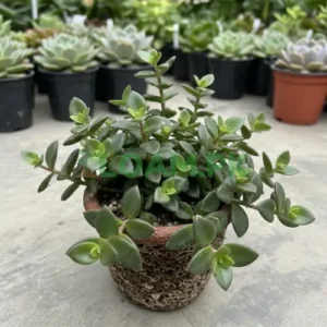 Callisia Navicularis