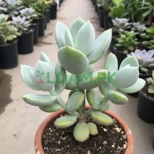 Crassula Ovata Hummel’s Ghost