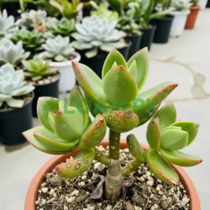 Crassula Springtime Plant