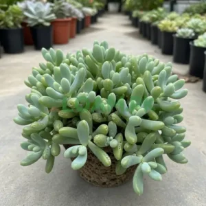 Delosperma Lehmannii Plant