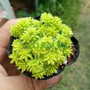 Golden Sedum Grass