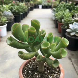 Gollum Jade Plant