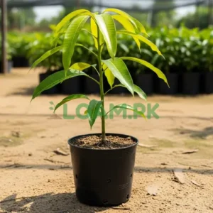 Dusehri mango plant