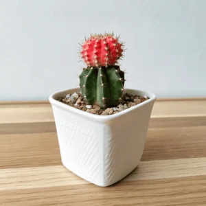 Moon Cactus (Gymnocalycium mihanovichii) Plant