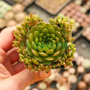OROSTACHYS JAPONICA