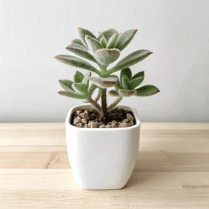 Panda Plant (Kalanchoe tomentosa)