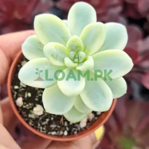 Sedum Clavatum Variegated