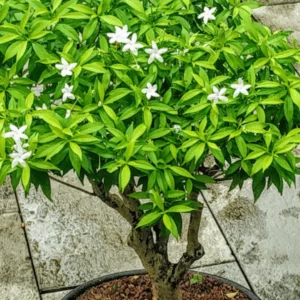 Pinwheel Chandni Flower Plant
