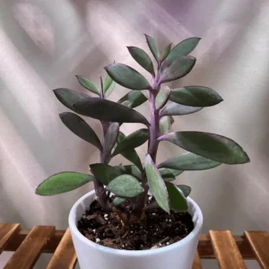 Vertical Leaf Senecio (Propeller Plant)