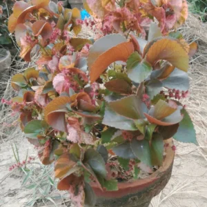 acalypha wilkesiana (copperleaf plant)