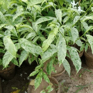 Variegated Pinwheel Chandni Flower Plant