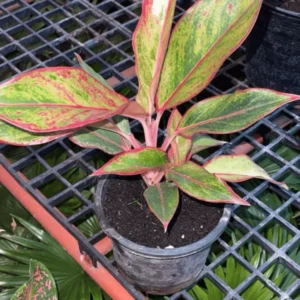 aglaonema ‘siam aurora’ (red aglaonema)