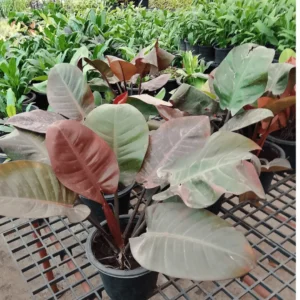 Red Emerald Philodendron Plants