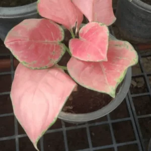 aglaonema red heart