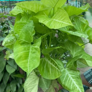 Syngonium Plant (Arrowhead Money Plant)
