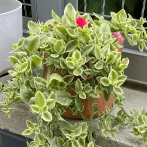 baby sun rose (portulaca or sun plant)