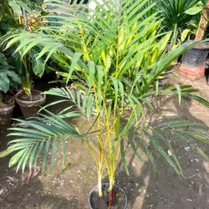areca palm tree | pakistan’s favorite indoor plants