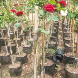 Rose Plants Gulab (گلاب)
