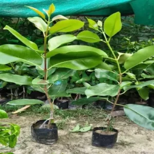 Jamun Tree