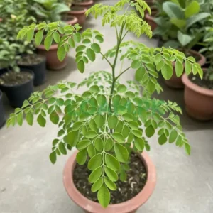 Moringa Tree Plant
