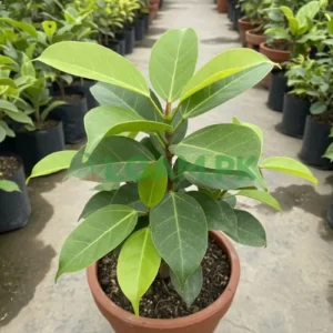 Ficus Virens (Green Fig)
