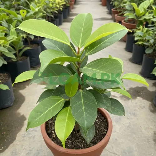 Ficus Virens (Green Fig)