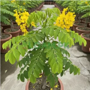 Amaltas Tree Yellow Flowers