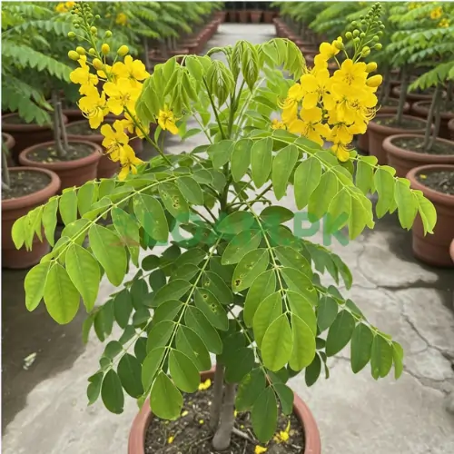 Amaltas Tree Yellow Flowers