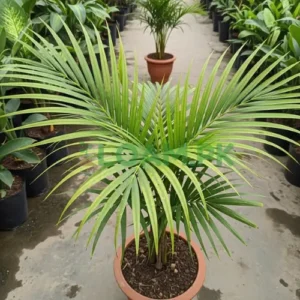 PHOENIX CANARIENSIS PALM