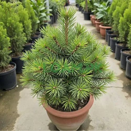 PINE TREE