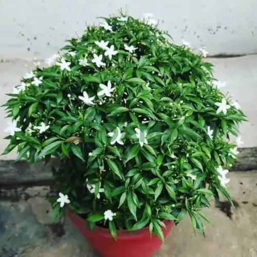 PINWHEEL FLOWER