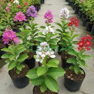 LAGERSTOEMIA