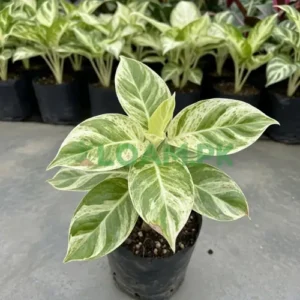MARBLE CHANDNI