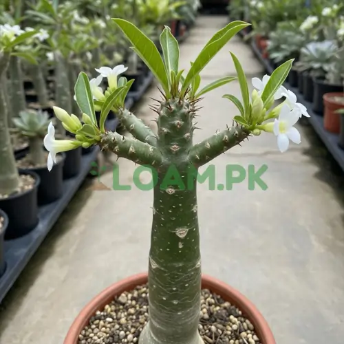 PACHEPODIUM LAMERIA
