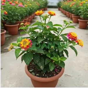 LANTANA Hedge