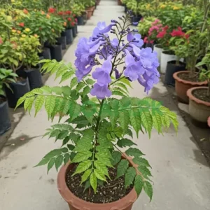 JACARANDA TREE
