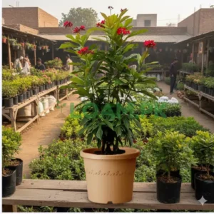 JATROPHA FLOWER PLANT