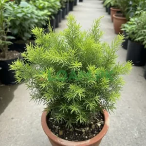 ASPARAGUS