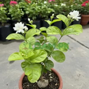 Jasmine