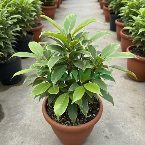 Ficus Startlight