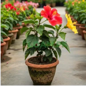 HIBISCUS Plant