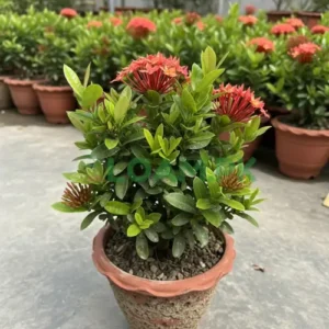 IXORA Flower Plant