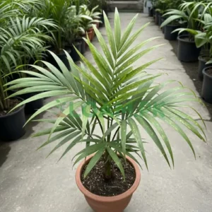 Foxtail Palm
