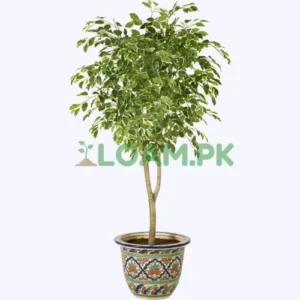 Hawaii Ficus