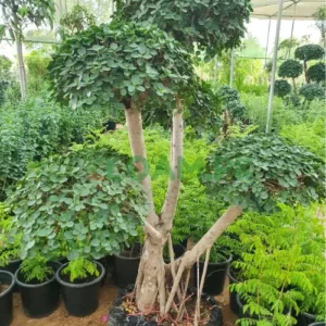 FICUS MULTI HEAD TOPEHRI BONSAI